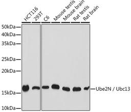 Western blot - Ube2N / Ubc13 Rabbit mAb (A9257)