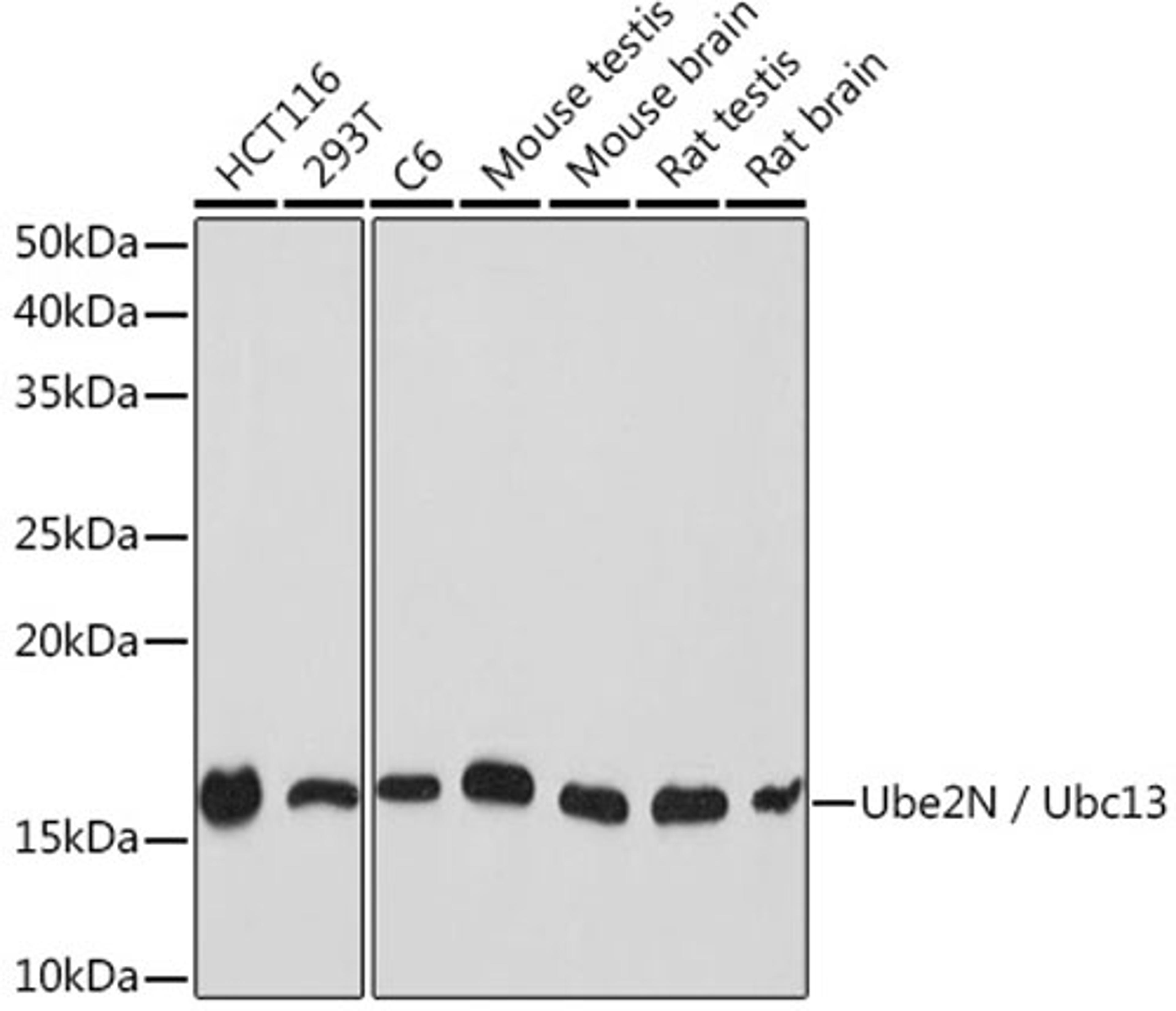 Western blot - Ube2N / Ubc13 Rabbit mAb (A9257)