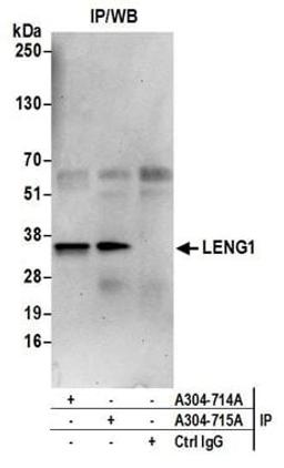 Detection of human LENG1 by western blot of immunoprecipitates.