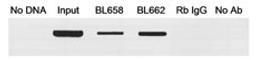 Binding of MafA to the enhancer region of the endogenous insulin gene.