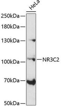 Western blot - NR3C2 antibody (A3308)