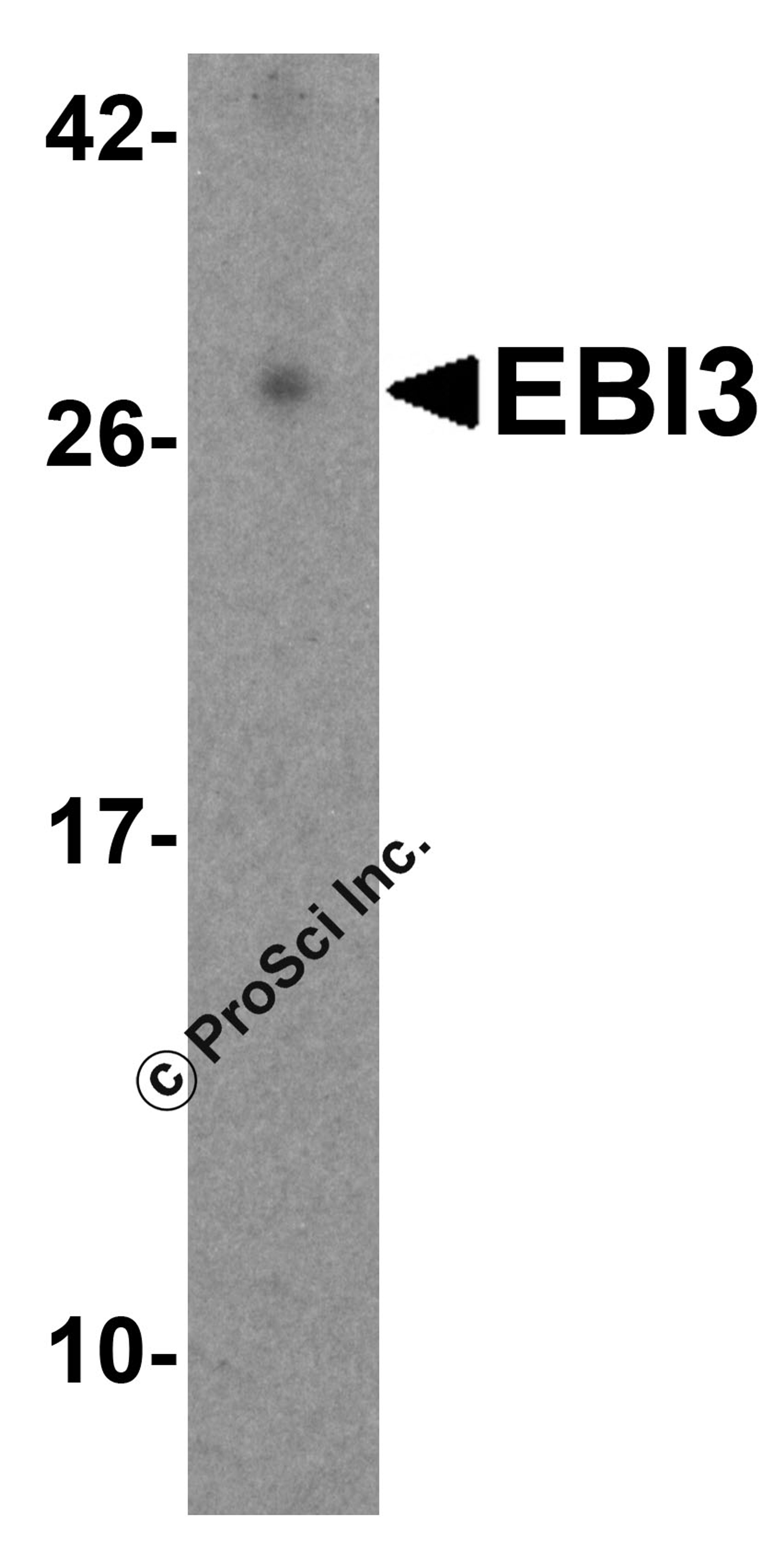 Western blot analysis of EBI3 in human tonsil tissue lysate with EBI3 antibody at 2 μg/mL.