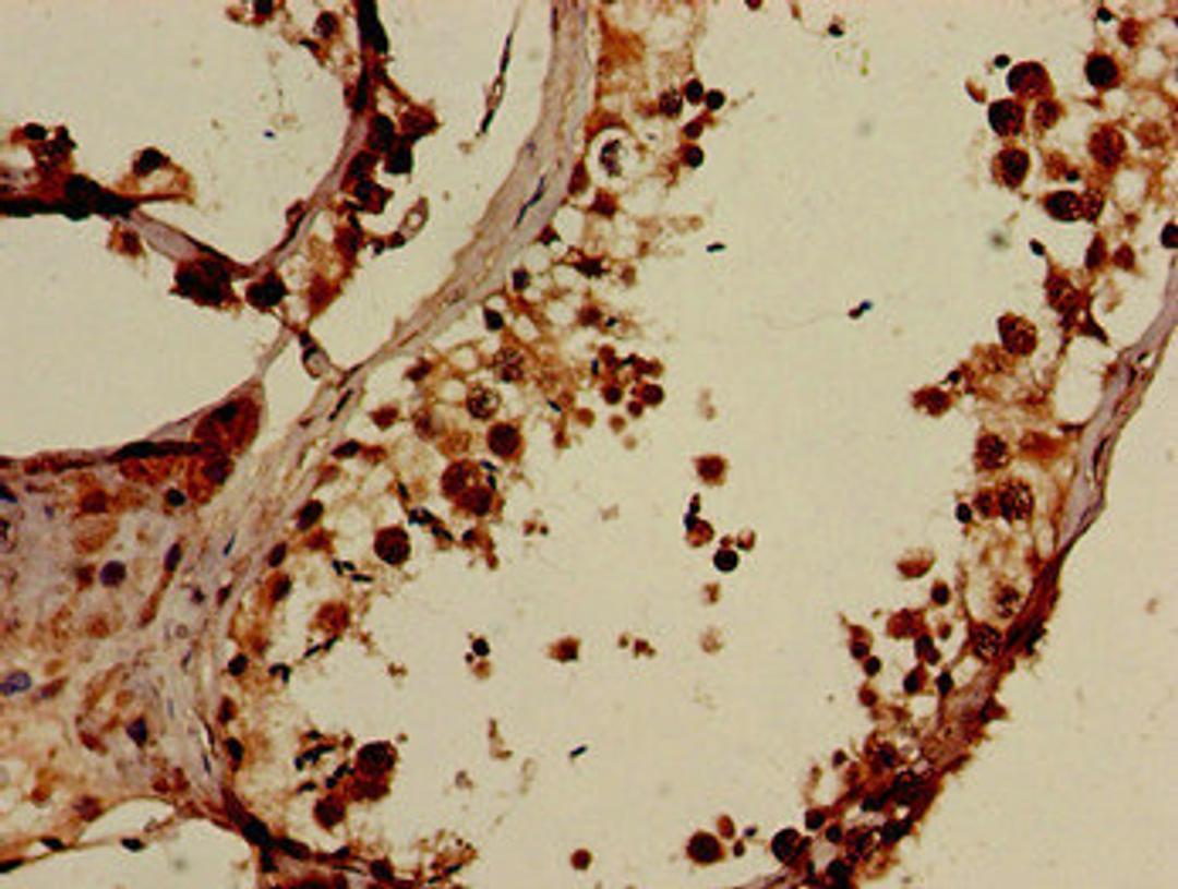 Immunohistochemistry of paraffin-embedded human testis tissue using CSB-PA880925LA01HU at dilution of 1:100