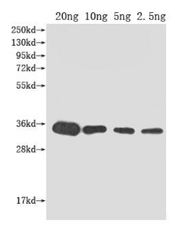 Western Blot. Positive WB detected in Recombinant protein. All lanes: kdsB antibody at 1:2000. Secondary. Goat polyclonal to rabbit IgG at 1/50000 dilution. Predicted band size: 33 kDa. Observed band size: 33 kDa.