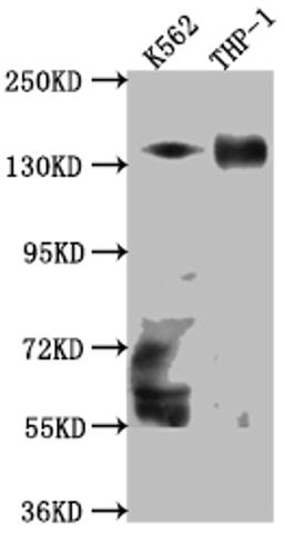 Western Blot. Positive WB detected in: K562 whole cell lysate, THP-1 whole cell lysate. All lanes: TACC3 Antibody at 1:1000. Secondary. Goat polyclonal to rabbit IgG at 1/50000 dilution. Predicted band size: 91 kDa. Observed band size: 140 kDa.