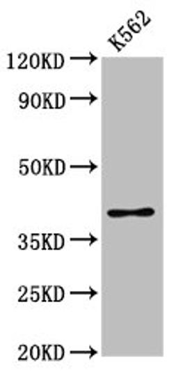 Western Blot. Positive WB detected in: K562 whole cell lysate. All lanes: PRB1 antibody at 3.16µg/ml. Secondary. Goat polyclonal to rabbit IgG at 1/50000 dilution. Predicted band size: 39 kDa. Observed band size: 39 kDa