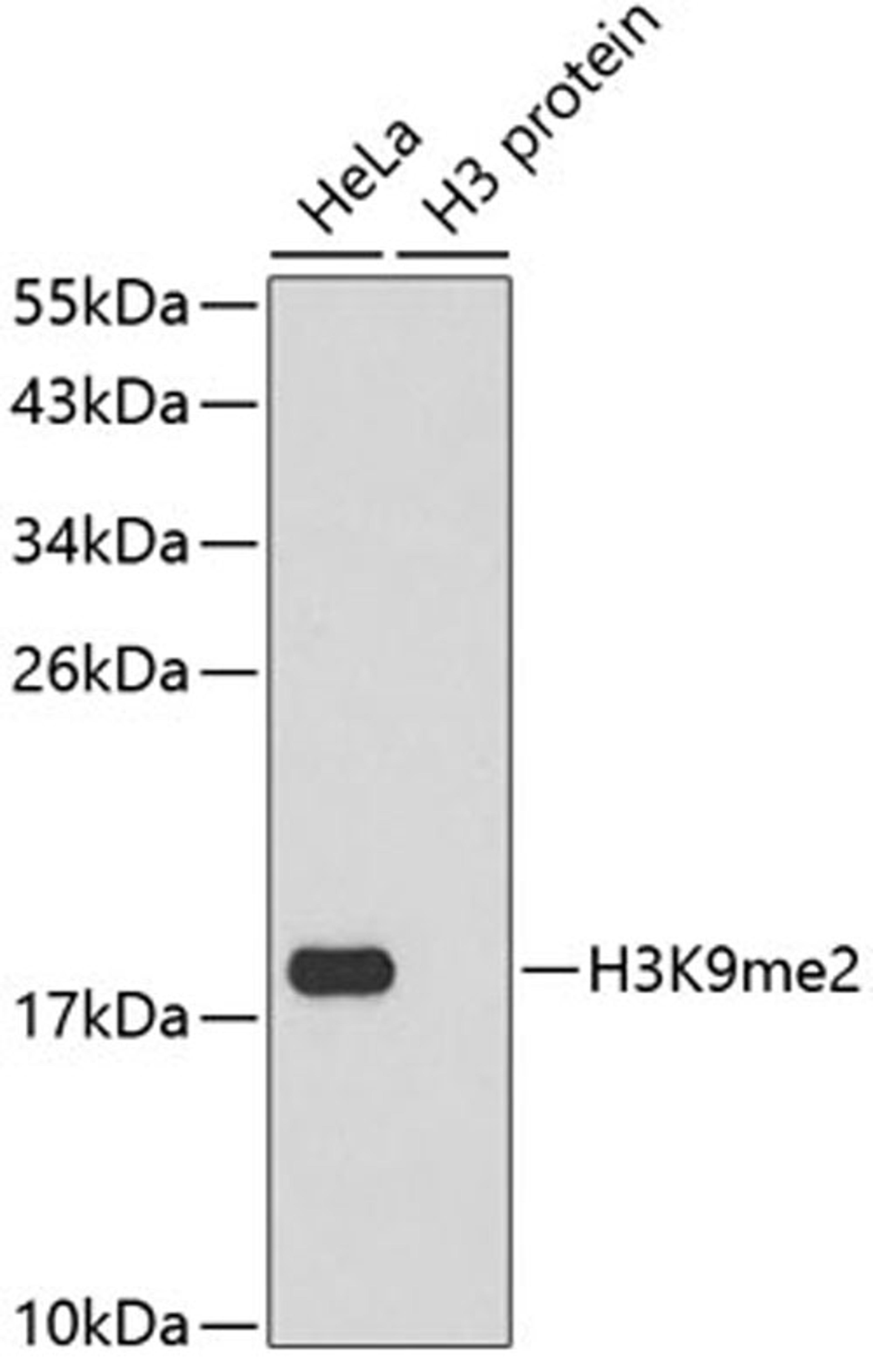 Western blot - DiMethyl-Histone H3-K9 antibody (A2359)