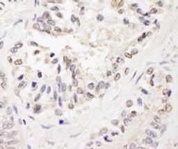 Detection of human FOG1/ZFPM1 by immunohistochemistry.