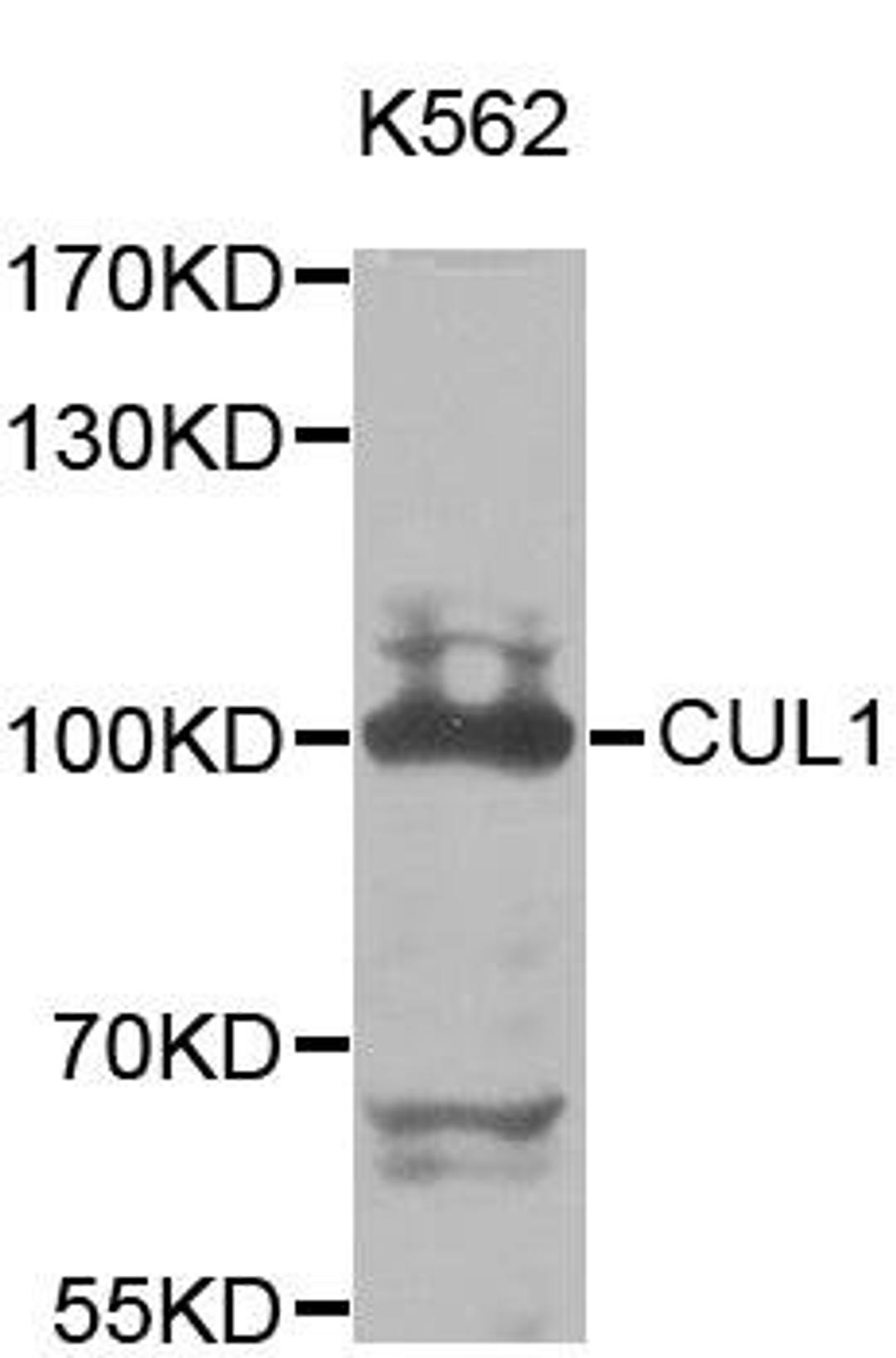 Western blot analysis of extracts of K562 cell line using CUL1 antibody