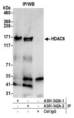 Detection of human HDAC6 by western blot of immunoprecipitates.