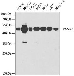 Western blot - PSMC5 antibody (A1538)