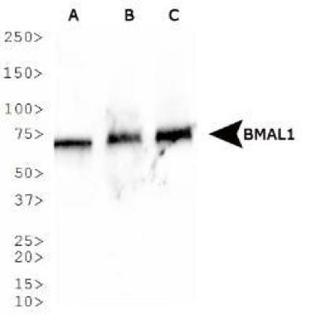 Western Blot: BMAL1 Antibody [NB100-2288] - Analysis of BMAL1 in A) MCF7, B) NIH/3T3, C) PC12.