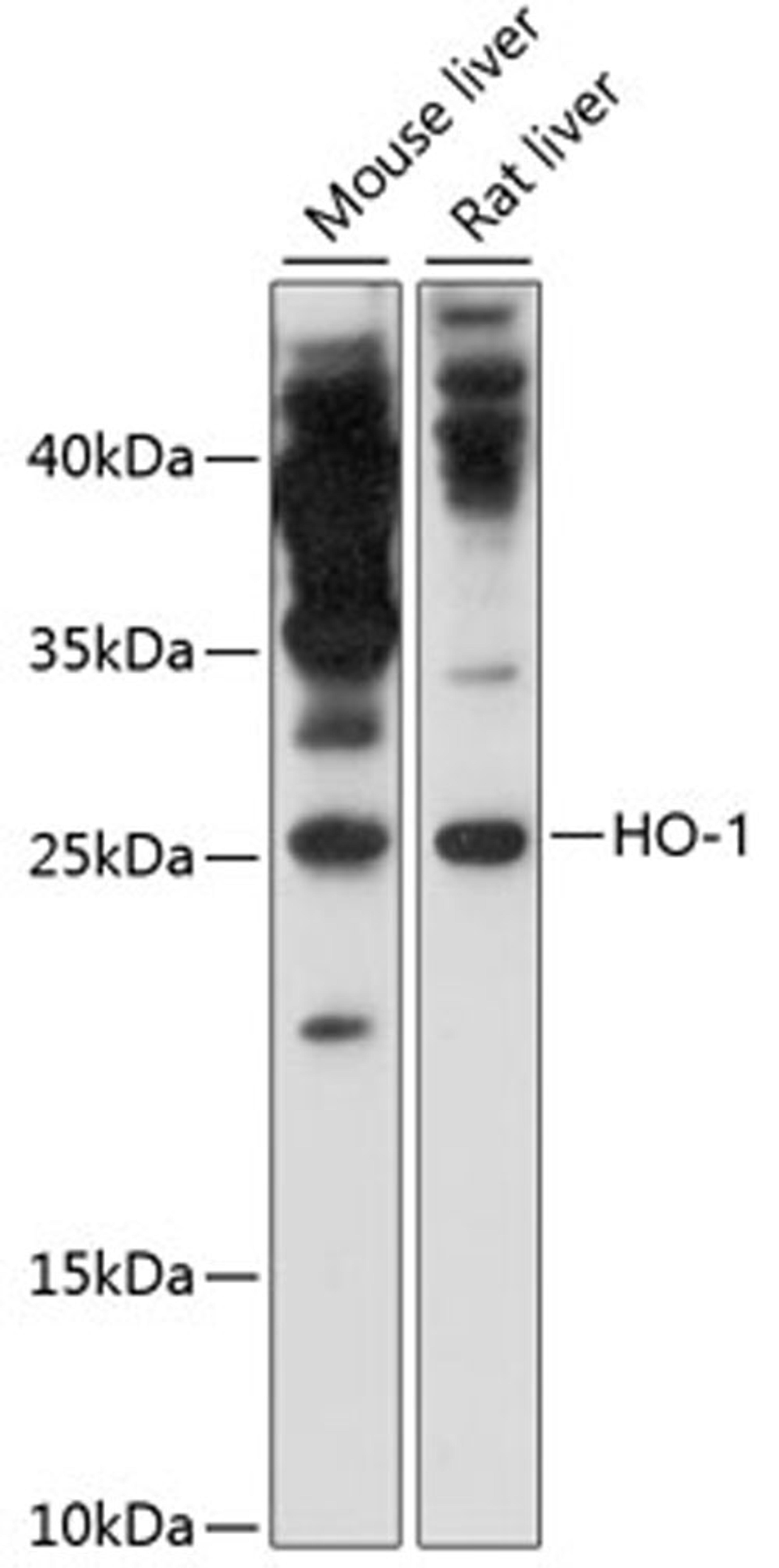 Western blot - HO-1 antibody (A11919)