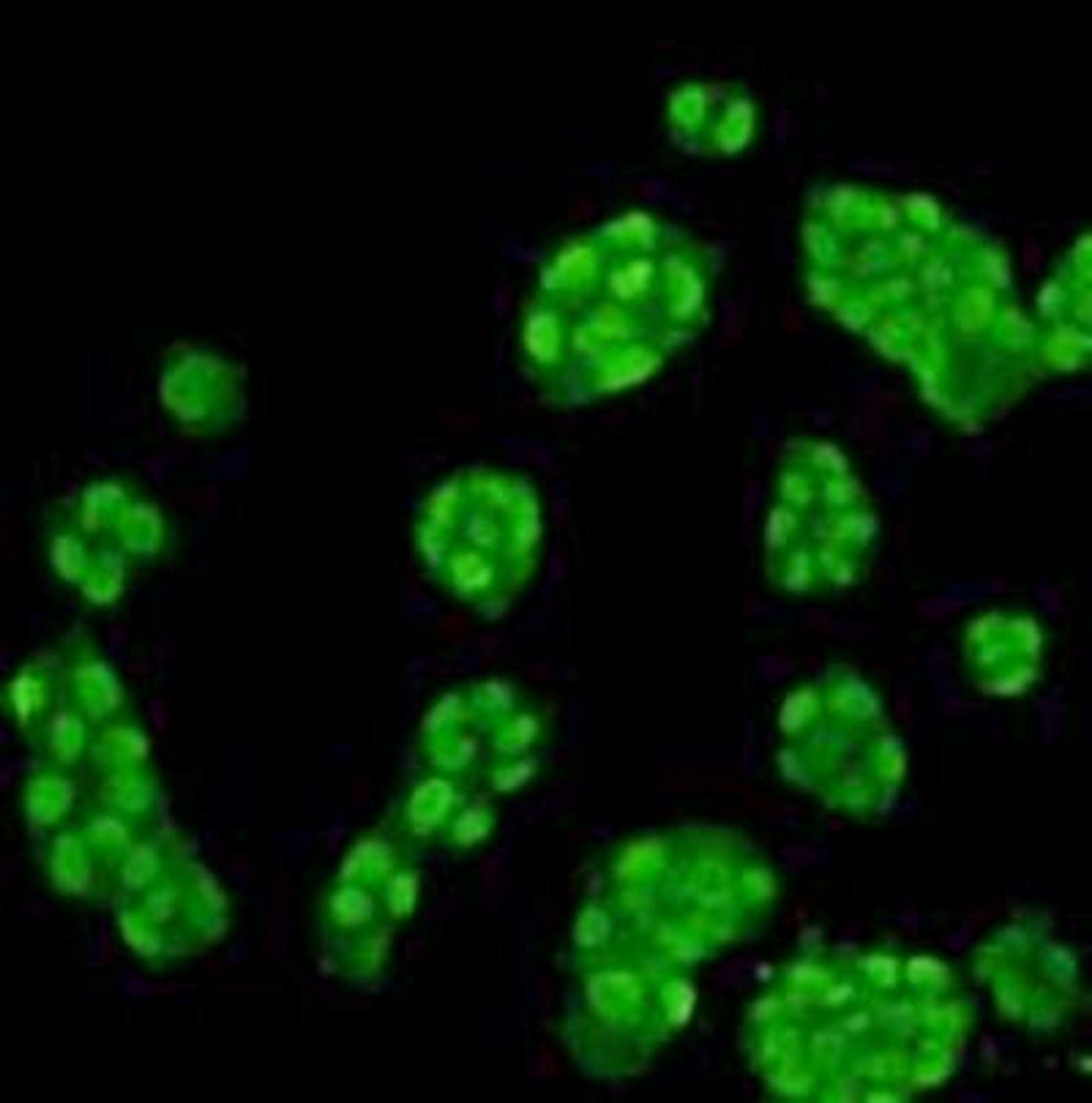 Immunofluorescence analysis of NCCIT cell using Mono-mehtyl-Histone H3 antibody