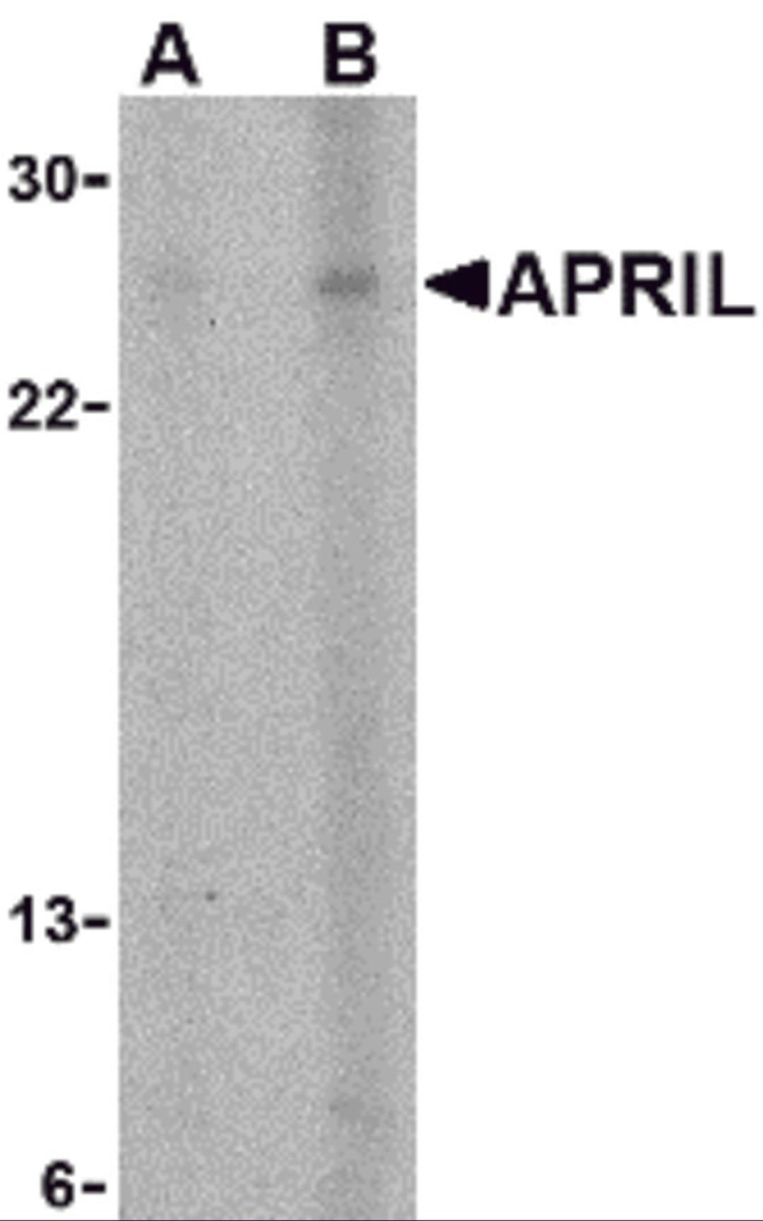 Western blot analysis of APRIL expression in K562 cells with APRIL antibody at (A) 5 and (B) 10 &#956;g/mL.