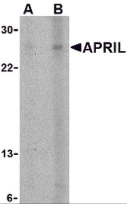 Western blot analysis of APRIL expression in K562 cells with APRIL antibody at (A) 5 and (B) 10 &#956;g/mL.