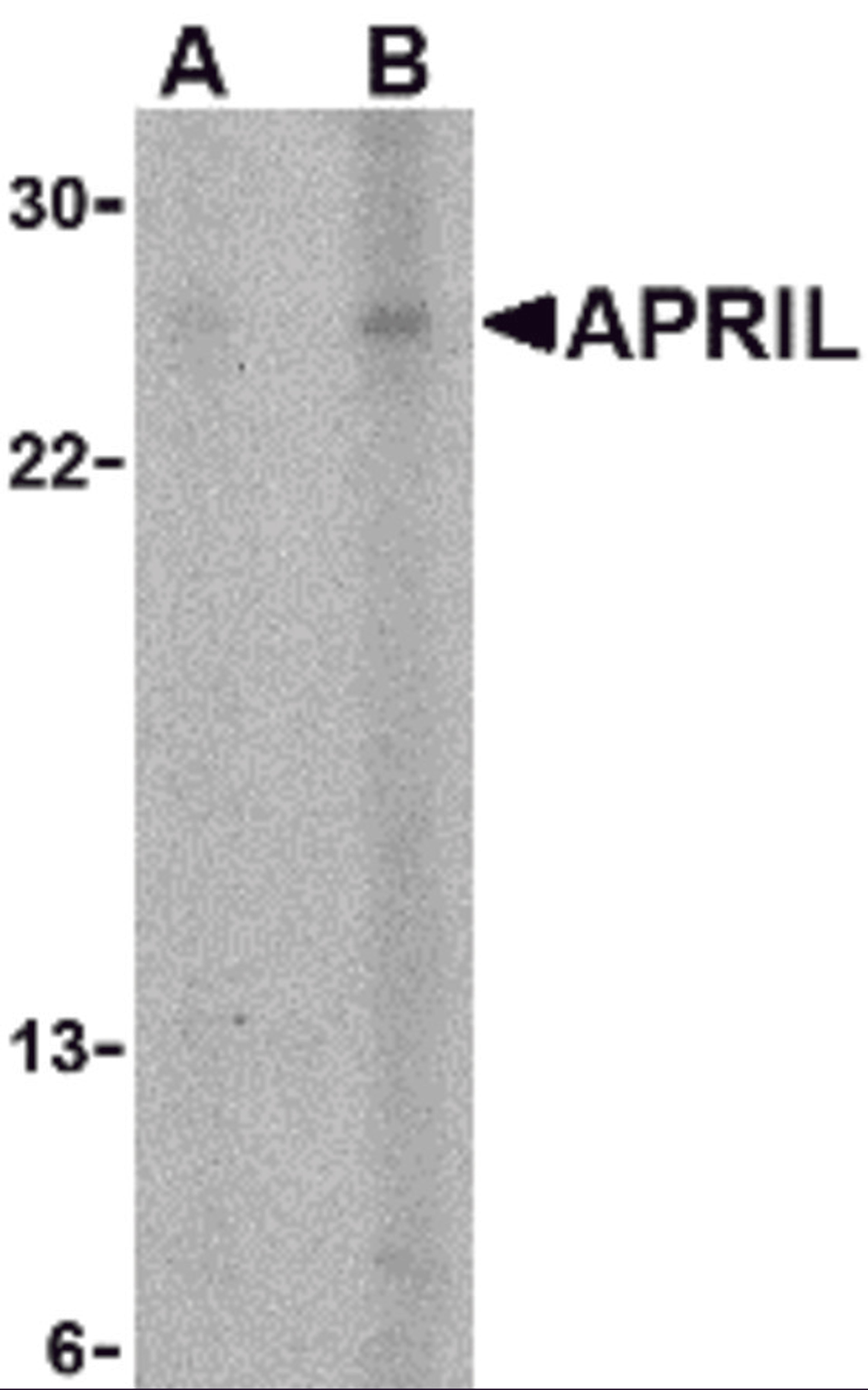 Western blot analysis of APRIL expression in K562 cells with APRIL antibody at (A) 5 and (B) 10 &#956;g/mL.