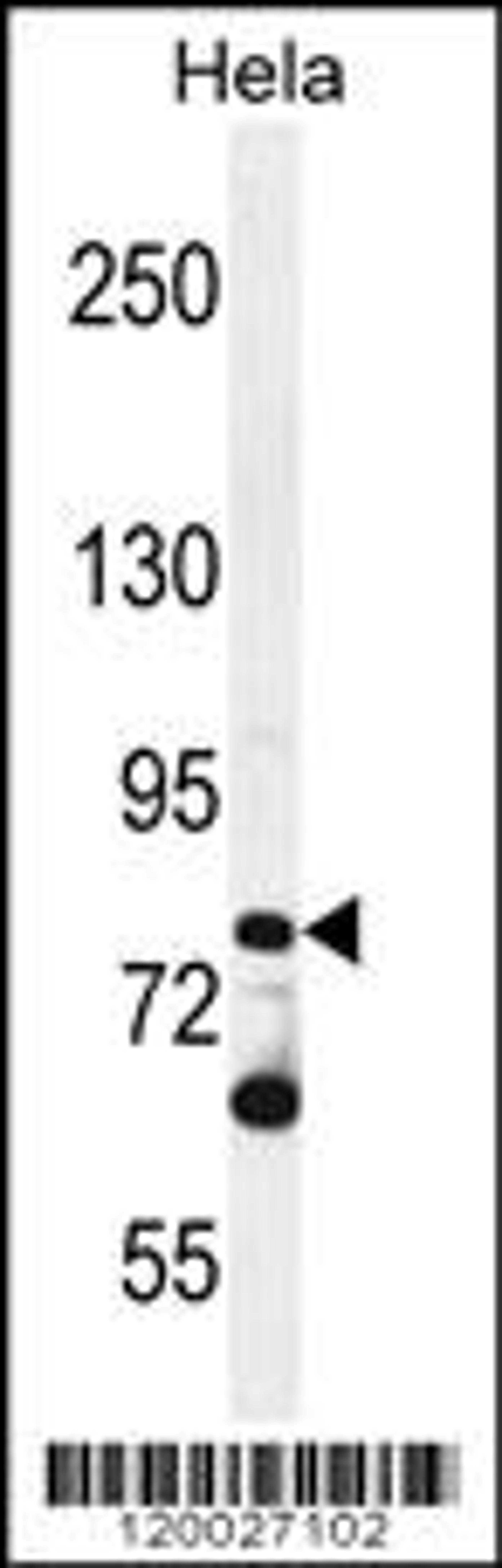 Western blot analysis in Hela cell line lysates (35ug/lane).