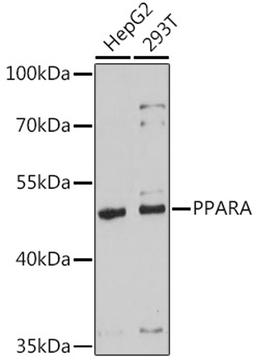 Western blot - PPARA antibody (A18252)