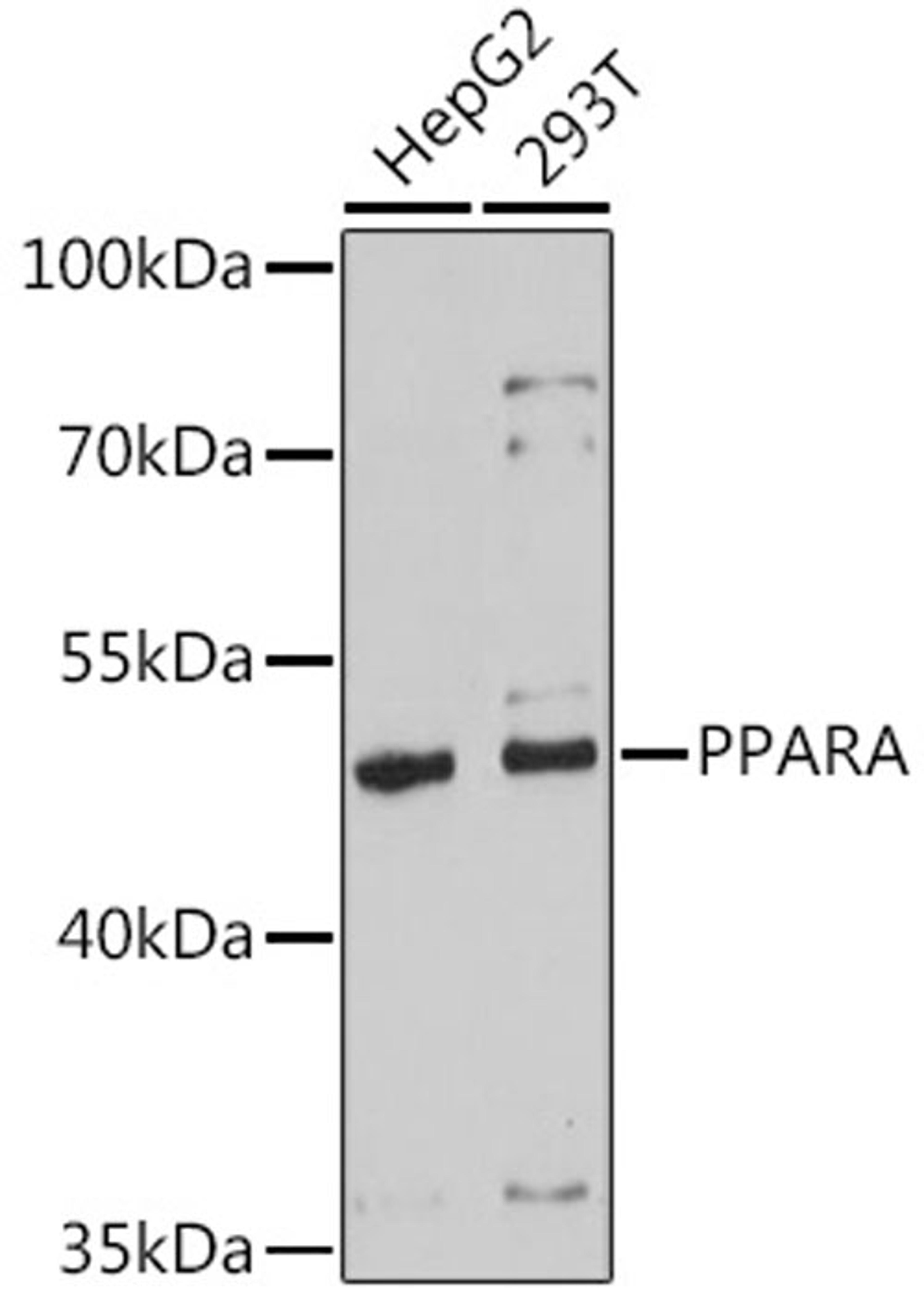 Western blot - PPARA antibody (A18252)