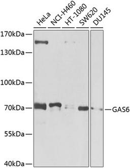 Western blot - GAS6 antibody (A8545)