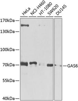Western blot - GAS6 antibody (A8545)