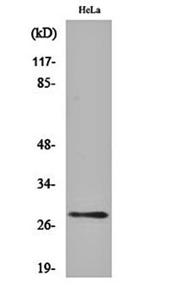 Western blot analysis of Hela cell lysates using 14-3-3 theta/tau antibody