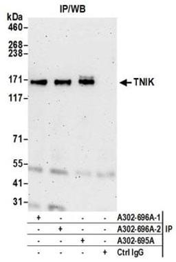 Detection of human TNIK by western blot of immunoprecipitates.