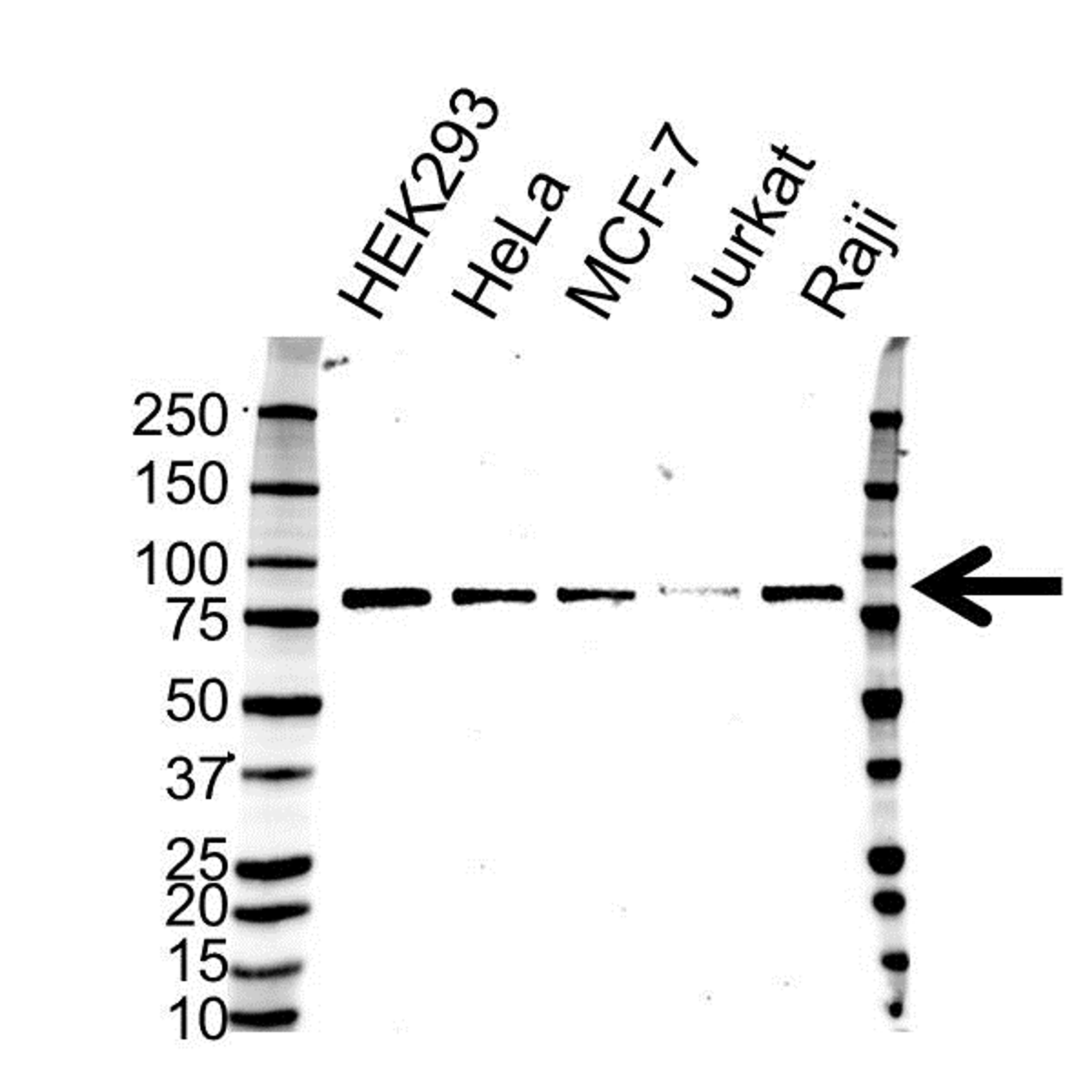 Western blot analysis of whole cell lysates probed with TAB2 antibody