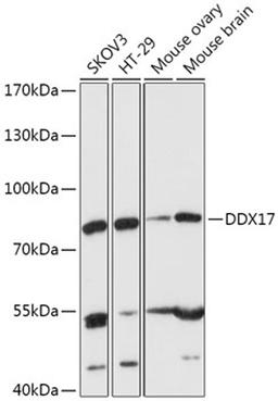 Western blot - DDX17 antibody (A17078)