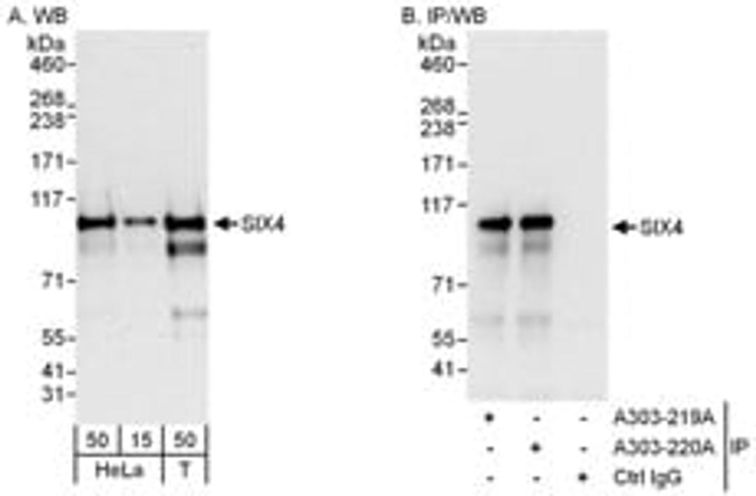 Detection of human SIX4 by western blot and immunoprecipitation.