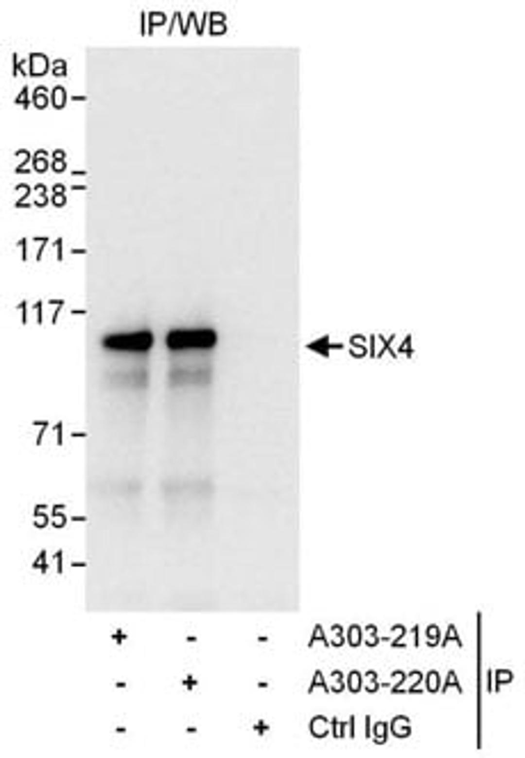 Detection of human SIX4 by western blot of immunoprecipitates.