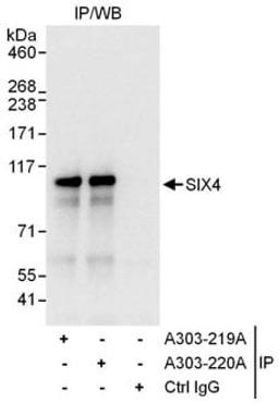 Detection of human SIX4 by western blot of immunoprecipitates.