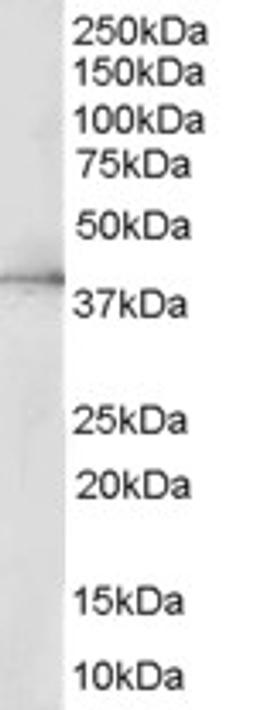 45-551 (0.5ug/ml) staining of HepG2 lysate (35ug protein in RIPA buffer). Primary incubation was 1 hour. Detected by chemiluminescence.