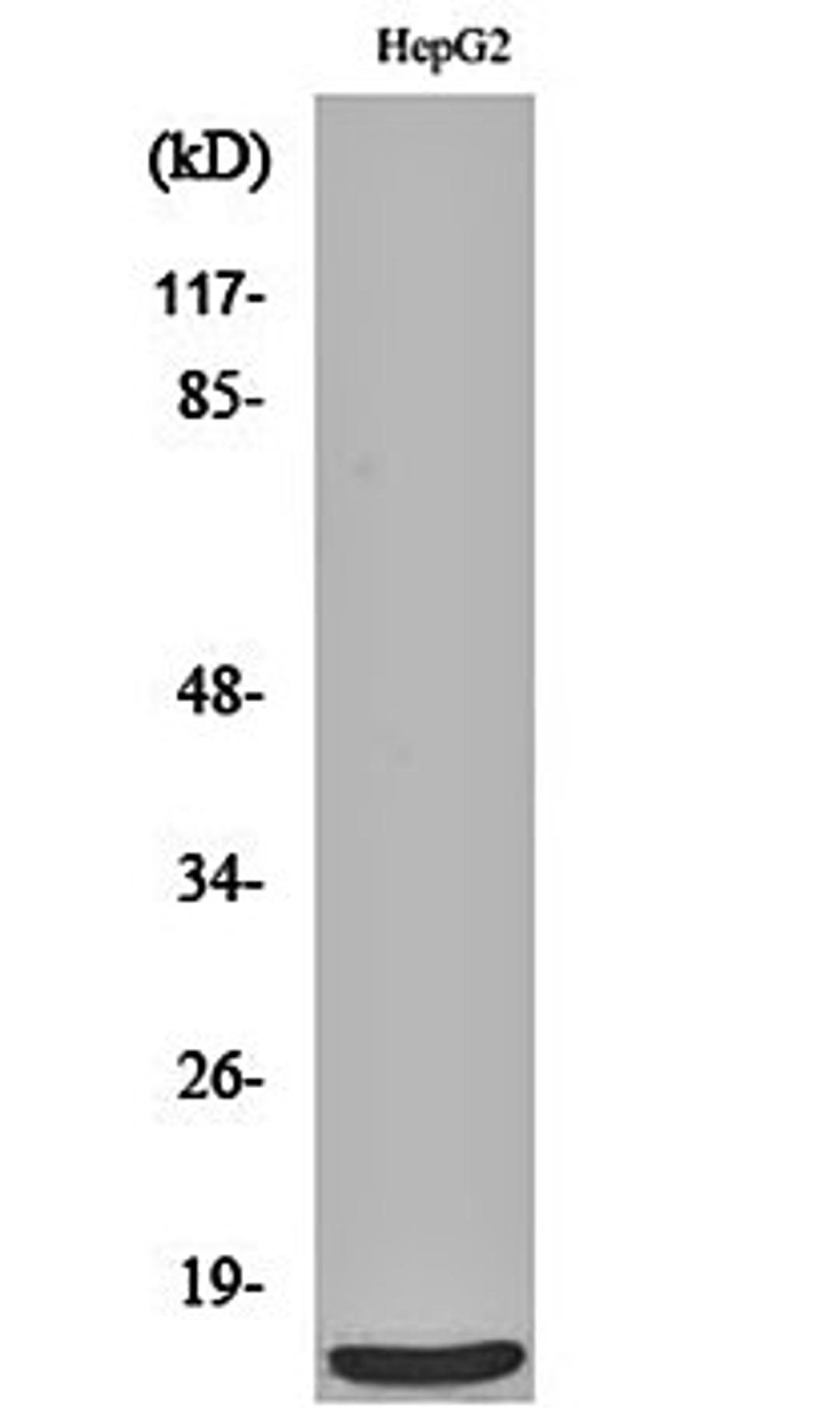 Western blot analysis of HepG2 cell lysates using MRP-S36 antibody