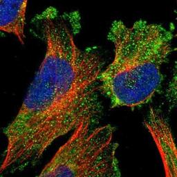 Immunocytochemistry/Immunofluorescence: TRIM4 Antibody [NBP1-80824] - Staining of human cell line U-251MG shows positivity in plasma membrane & cytoplasm.