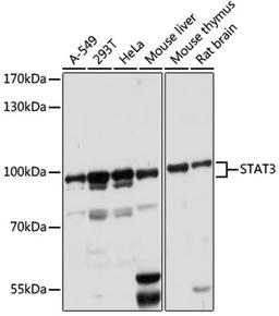 Western blot - STAT3 antibody (A16975)