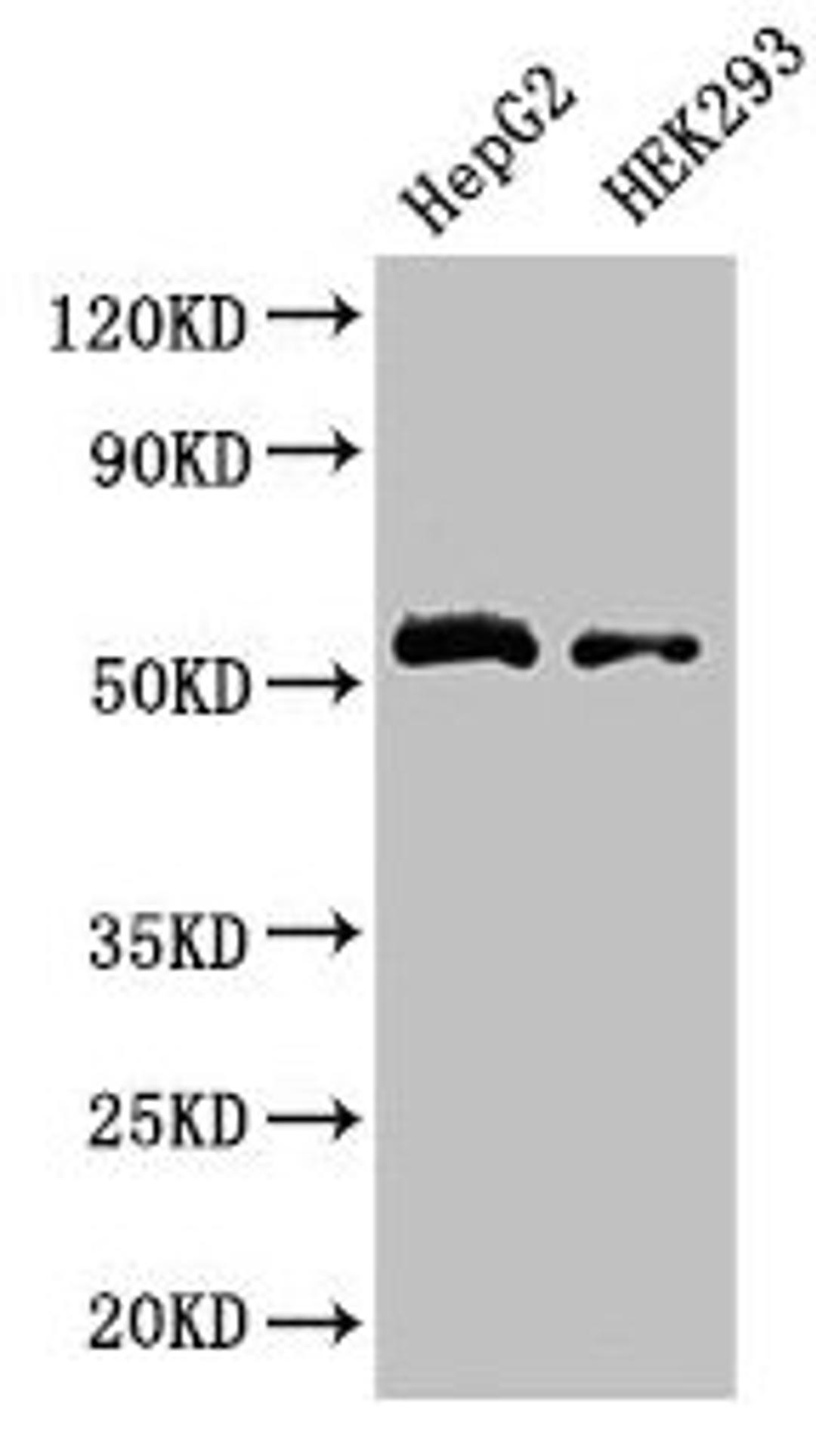 Western Blot. Positive WB detected in: HepG2 whole cell lysate, HEK293 whole cell lysate. All lanes: LDHD antibody at 3.2µg/ml. Secondary. Goat polyclonal to rabbit IgG at 1/50000 dilution. Predicted band size: 55, 53 kDa. Observed band size: 55 kDa