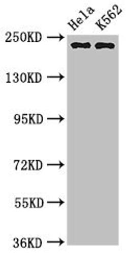 Western Blot. Positive WB detected in: Hela whole cell lysate, K562 whole cell lysate. All lanes: NUMA1 antibody at 3.2µg/ml. Secondary. Goat polyclonal to rabbit IgG at 1/50000 dilution. Predicted band size: 239, 237, 202, 201, 110 kDa. Observed band size: 239 kDa