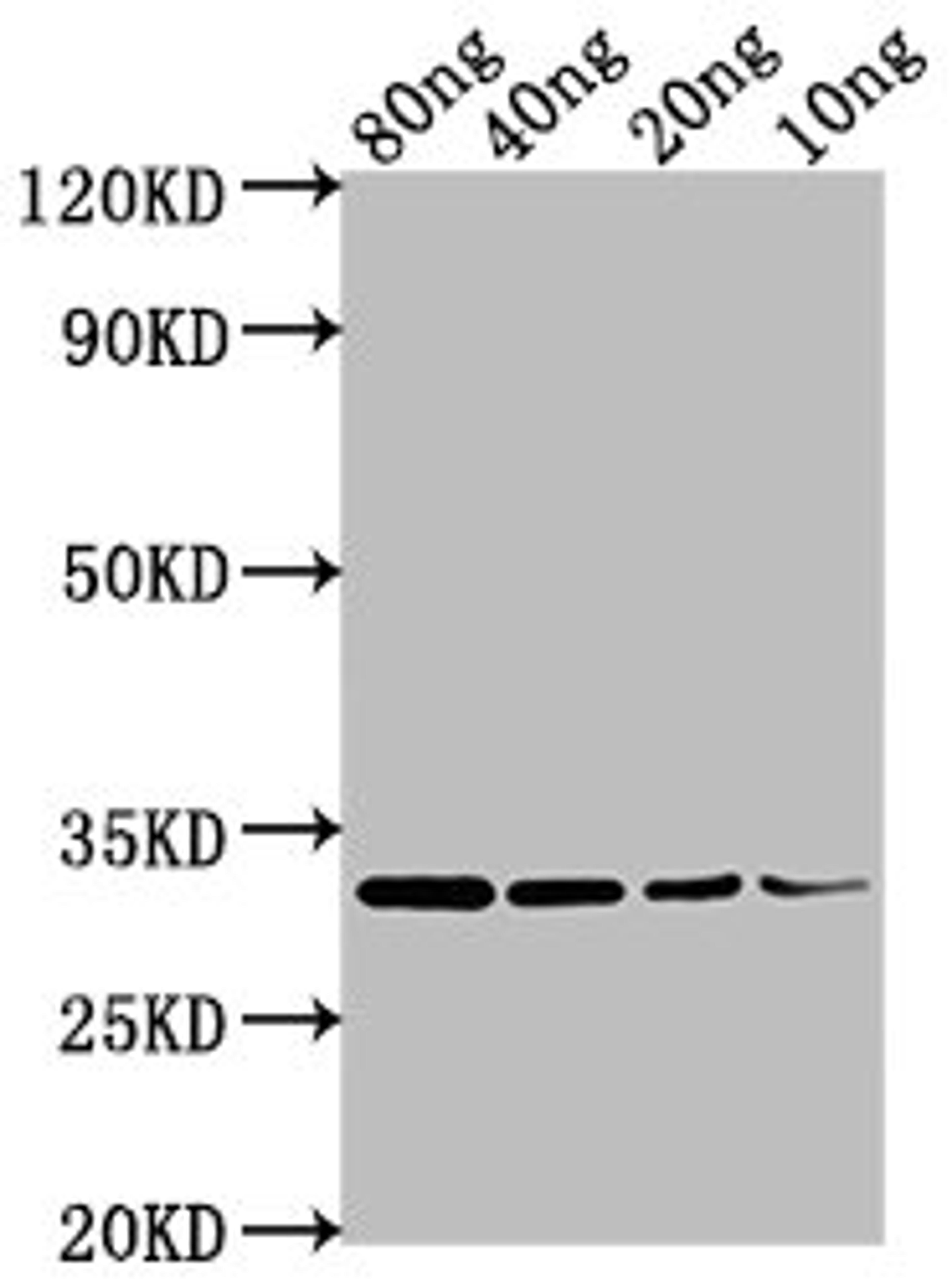Western Blot. Positive WB detected in Recombinant protein. All lanes: omp antibody at 1:2000. Secondary. Goat polyclonal to rabbit IgG at 1/50000 dilution. Predicted band size: 32 kDa. Observed band size: 32 kDa. 
