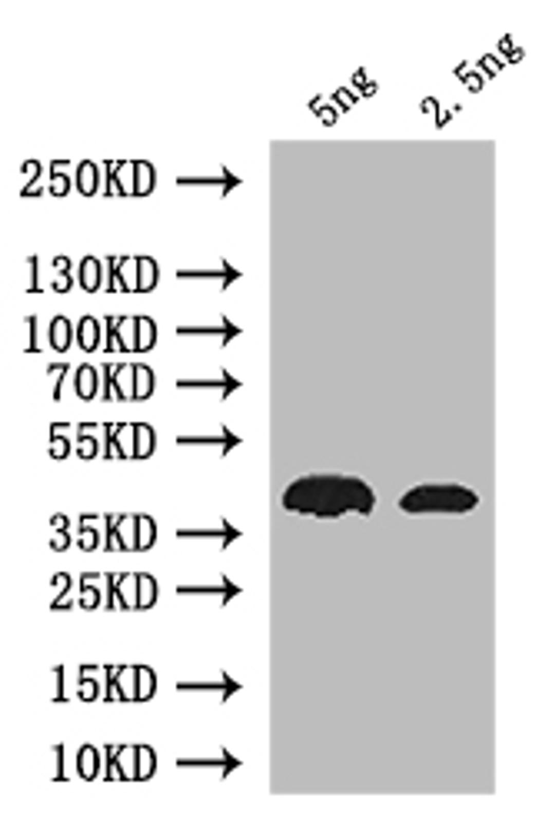 Western Blot. Positive WB detected in: recombinant protein. All lanes: nos Antibody at 1:1000. Secondary. Goat polyclonal to rabbit IgG at 1/50000 dilution. Predicted band size: 38 kDa. Observed band size: 38 kDa. 