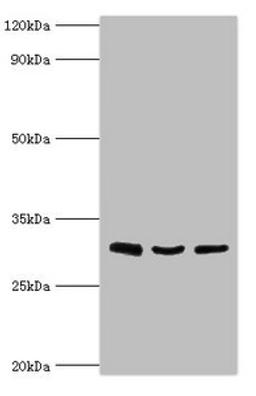Western blot. All lanes: Kit ligand antibody at 4ug/ml. Lane 1: HepG2 whole cell lysate. Lane 2: Jurkat whole cell lysate. Lane 3: Hela whole cell lysate. Secondary. Goat polyclonal to rabbit IgG at 1/10000 dilution. Predicted band size: 31, 28, 27 kDa. Observed band size: 31 kDa. 