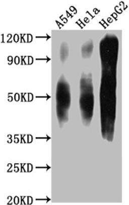 Western Blot. Positive WB detected in: A549 whole cell lysate, Hela whole cell lysate, HepG2 whole cell lysate . All lanes CD63 antibody at 1:1000. Secondary. Goat polyclonal to mouse IgG at 1/50000 dilution. Predicted band size: 30-120 KD KDa. Observed band size: 30-120 KD KDa. Exposure time：1min