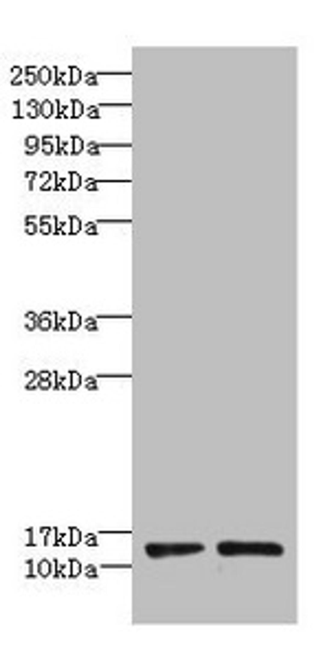 Western blot. All lanes: RPP14 antibody at 6µg/ml. Lane 1: Hela whole cell lysate. Lane 2: MCF-7 whole cell lysate. Secondary. Goat polyclonal to rabbit IgG at 1/10000 dilution. Predicted band size: 14 kDa. Observed band size: 14 kDa