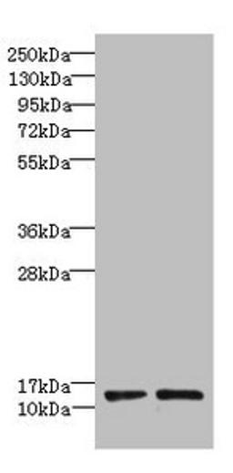 Western blot. All lanes: RPP14 antibody at 6µg/ml. Lane 1: Hela whole cell lysate. Lane 2: MCF-7 whole cell lysate. Secondary. Goat polyclonal to rabbit IgG at 1/10000 dilution. Predicted band size: 14 kDa. Observed band size: 14 kDa