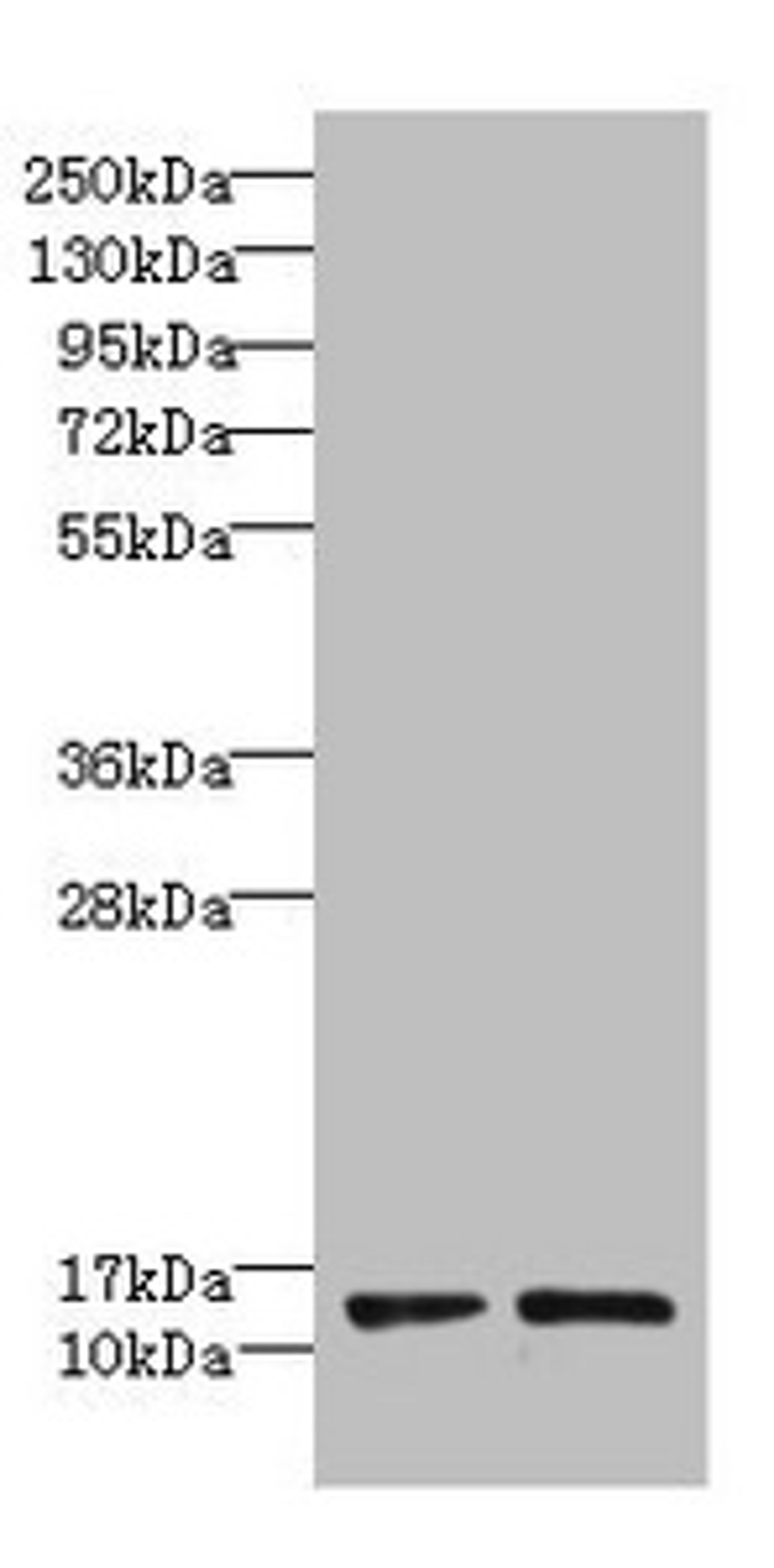 Western blot. All lanes: RPP14 antibody at 6µg/ml. Lane 1: Hela whole cell lysate. Lane 2: MCF-7 whole cell lysate. Secondary. Goat polyclonal to rabbit IgG at 1/10000 dilution. Predicted band size: 14 kDa. Observed band size: 14 kDa