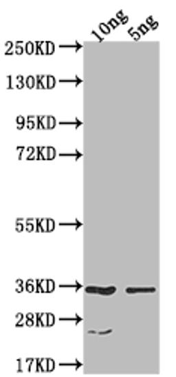 Western Blot. Positive WB detected in Recombinant protein. All lanes: CESA6 antibody at 1:1000. Secondary. Goat polyclonal to rabbit IgG at 1/50000 dilution. Predicted band size: 32.6 kDa. Observed band size: 34 kDa. 