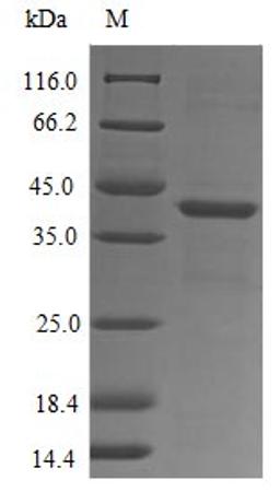 (Tris-Glycine gel) Discontinuous SDS-PAGE (reduced) with 5% enrichment gel and 15% separation gel.