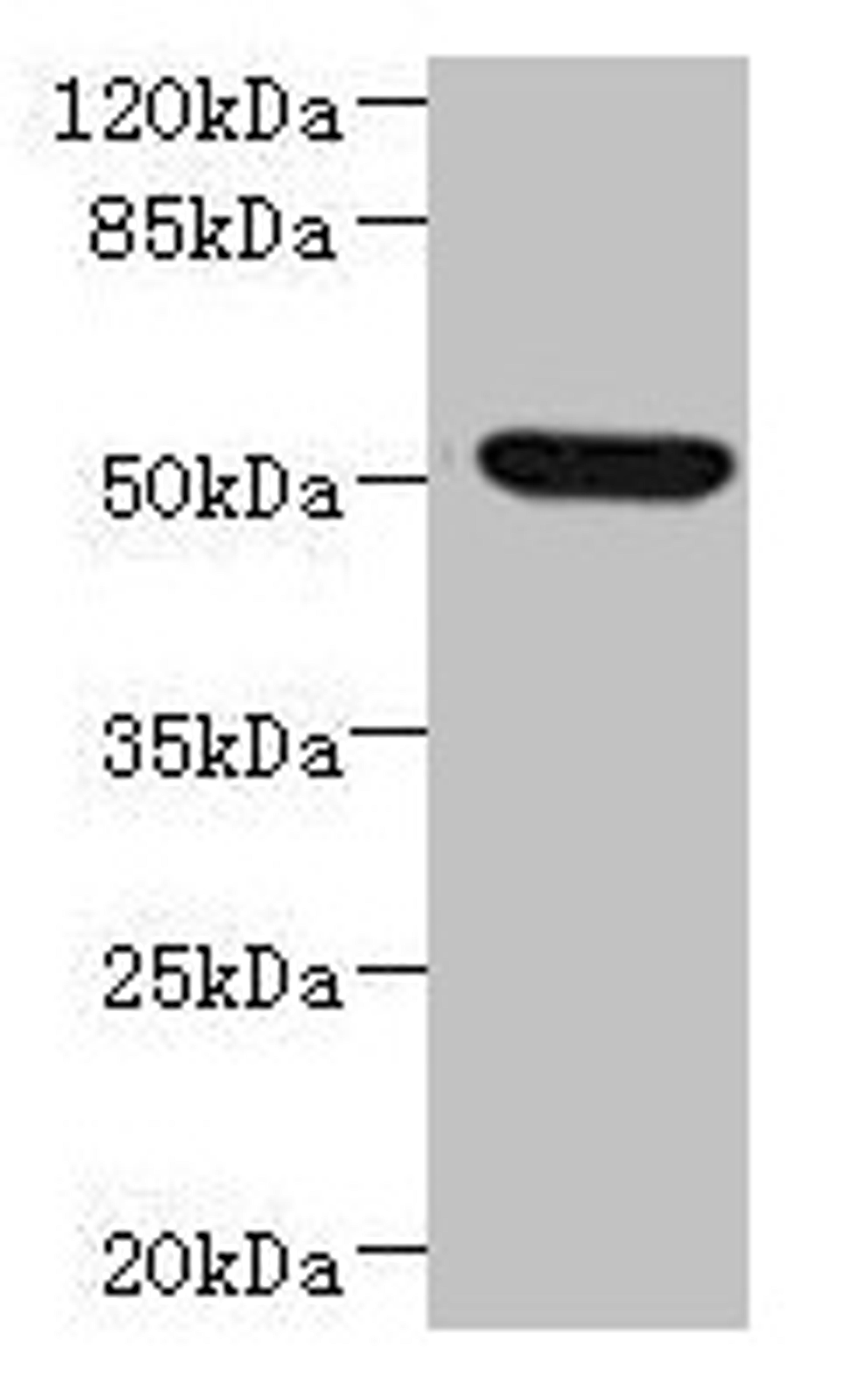 Western blot. All lanes: NDUFV1 antibody at 3.46µg/ml + HepG2 whole cell lysate. Secondary. Goat polyclonal to rabbit IgG at 1/10000 dilution. Predicted band size: 51, 50 kDa. Observed band size: 51 kDa