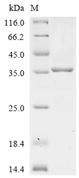 (Tris-Glycine gel) Discontinuous SDS-PAGE (reduced) with 5% enrichment gel and 15% separation gel.